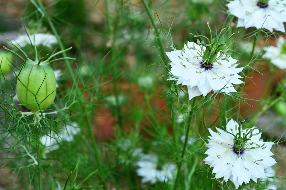 Nigella damascena | Albion Green Pod