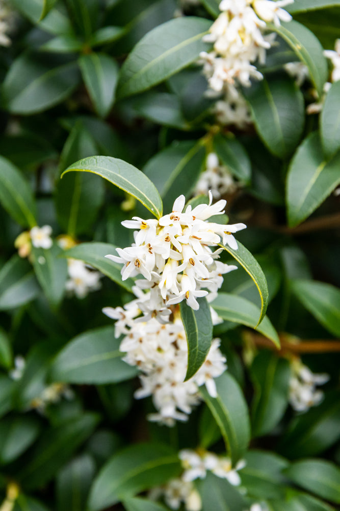 Osmanthus burkwoodii