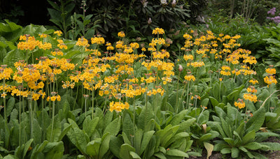 Primula prolifera | Helodoxa