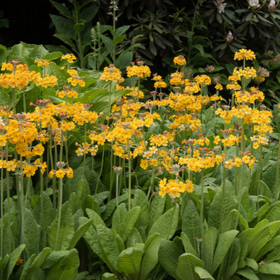 Primula prolifera | Helodoxa