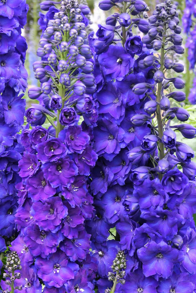 Delphinium x elatum | Pagan Purples