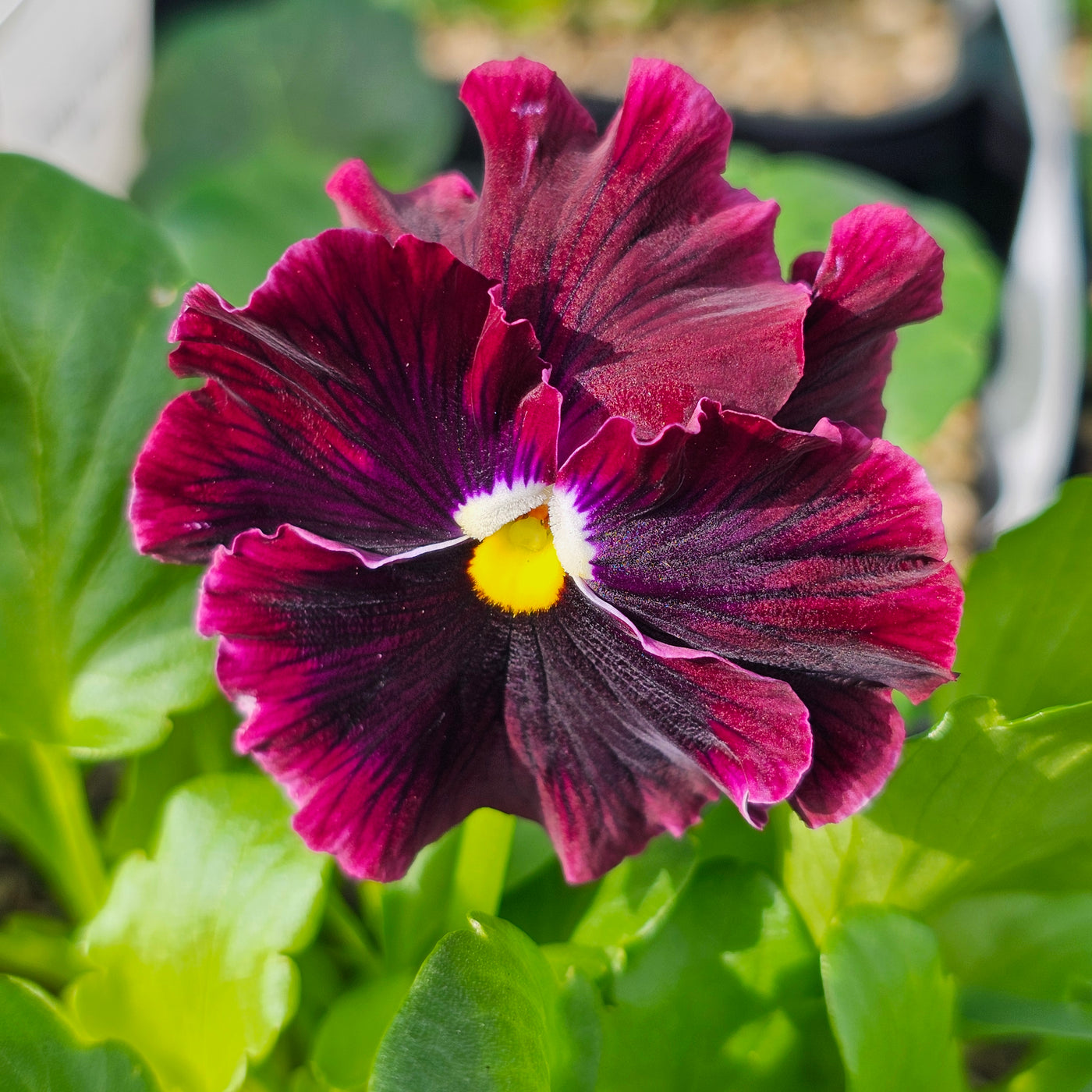 Pansy | Frilled Mix