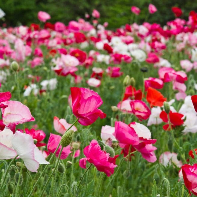 Papaver rhoeas | Shirley Double Mixed Poppies