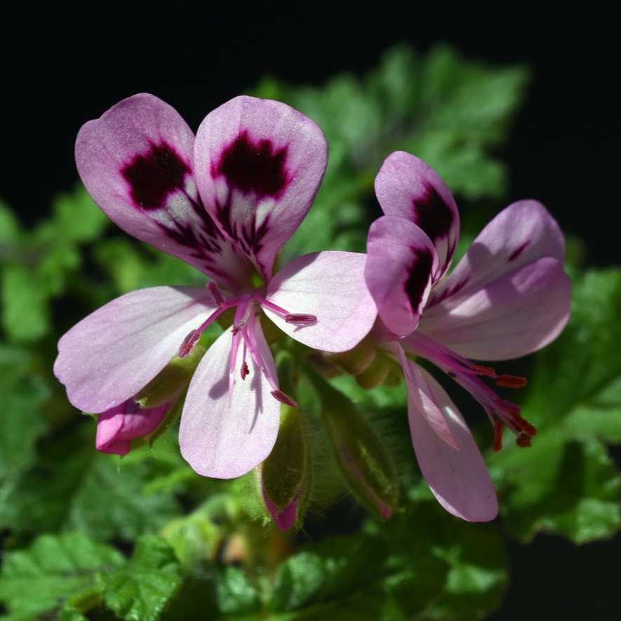 Pelargonium | Wendy's Lime