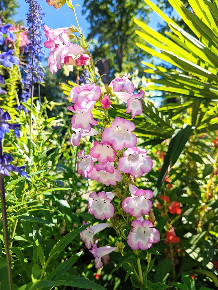 Penstemon hybrid | Peace | Beardtongue