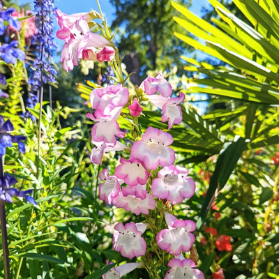 Penstemon hybrid | Peace | Beardtongue