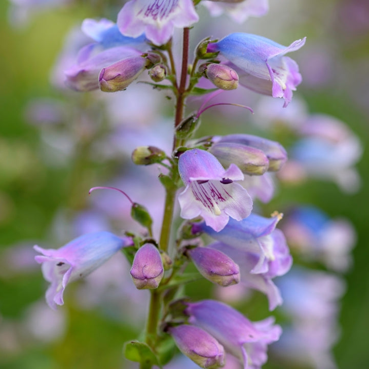 Penstemon hybrid | Sour Grapes | Beardtongue