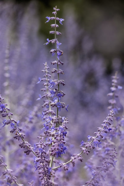 Perovskia atriplicifolia | Russian Sage