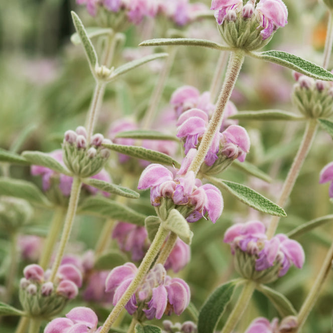 Phlomis italica