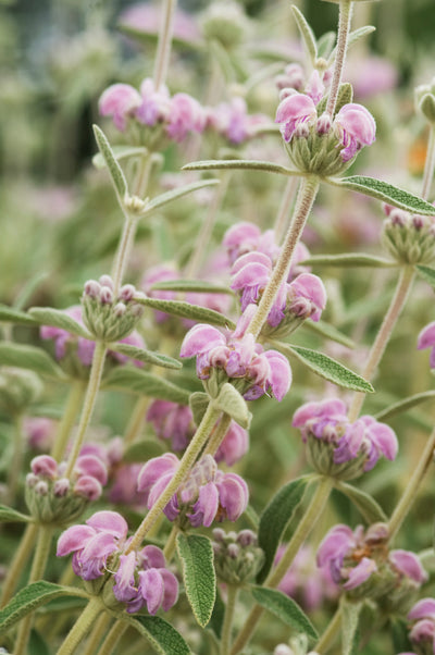 Phlomis italica