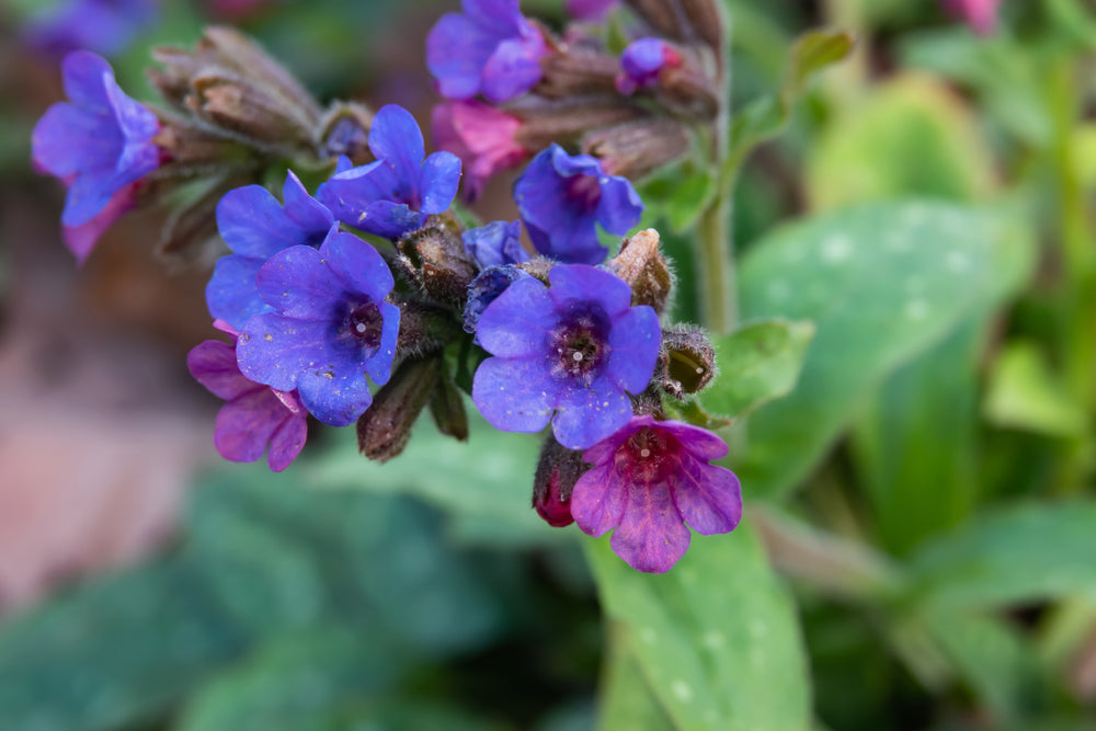 Pulmonaria angustifolia | Blue Lungwort | Blue Cowslip