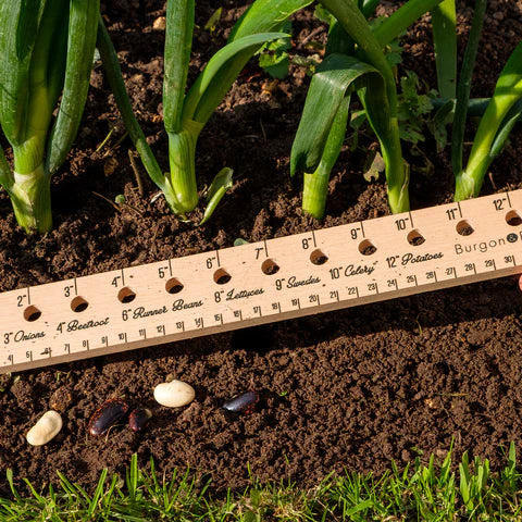 Puriri Lane | Planting Ruler | Burgon & Ball