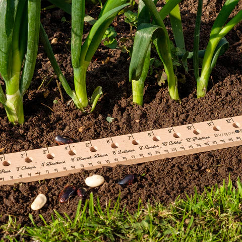 Puriri Lane | Planting Ruler | Burgon & Ball