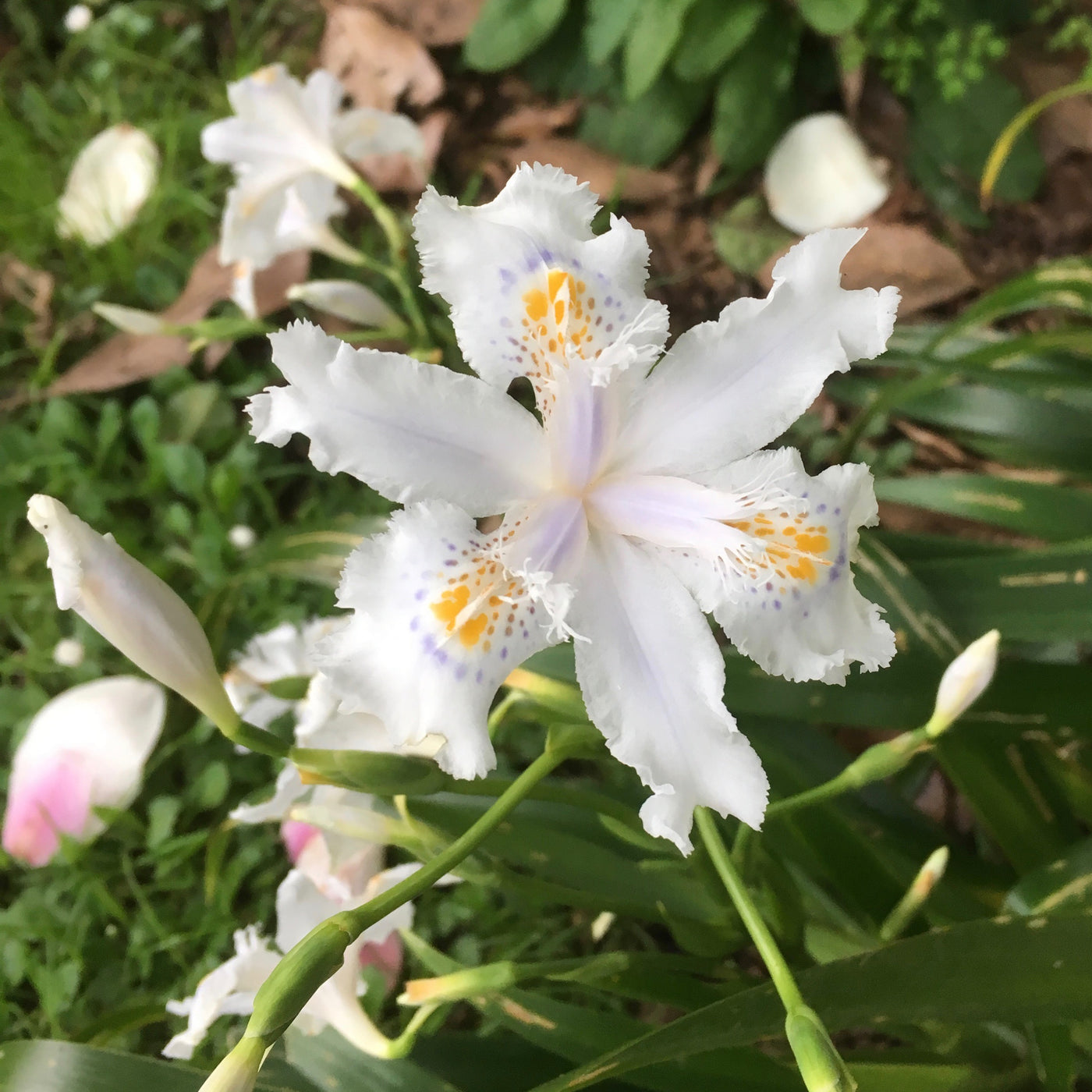 Iris japonica | Fringed Iris | Mix Blue + White