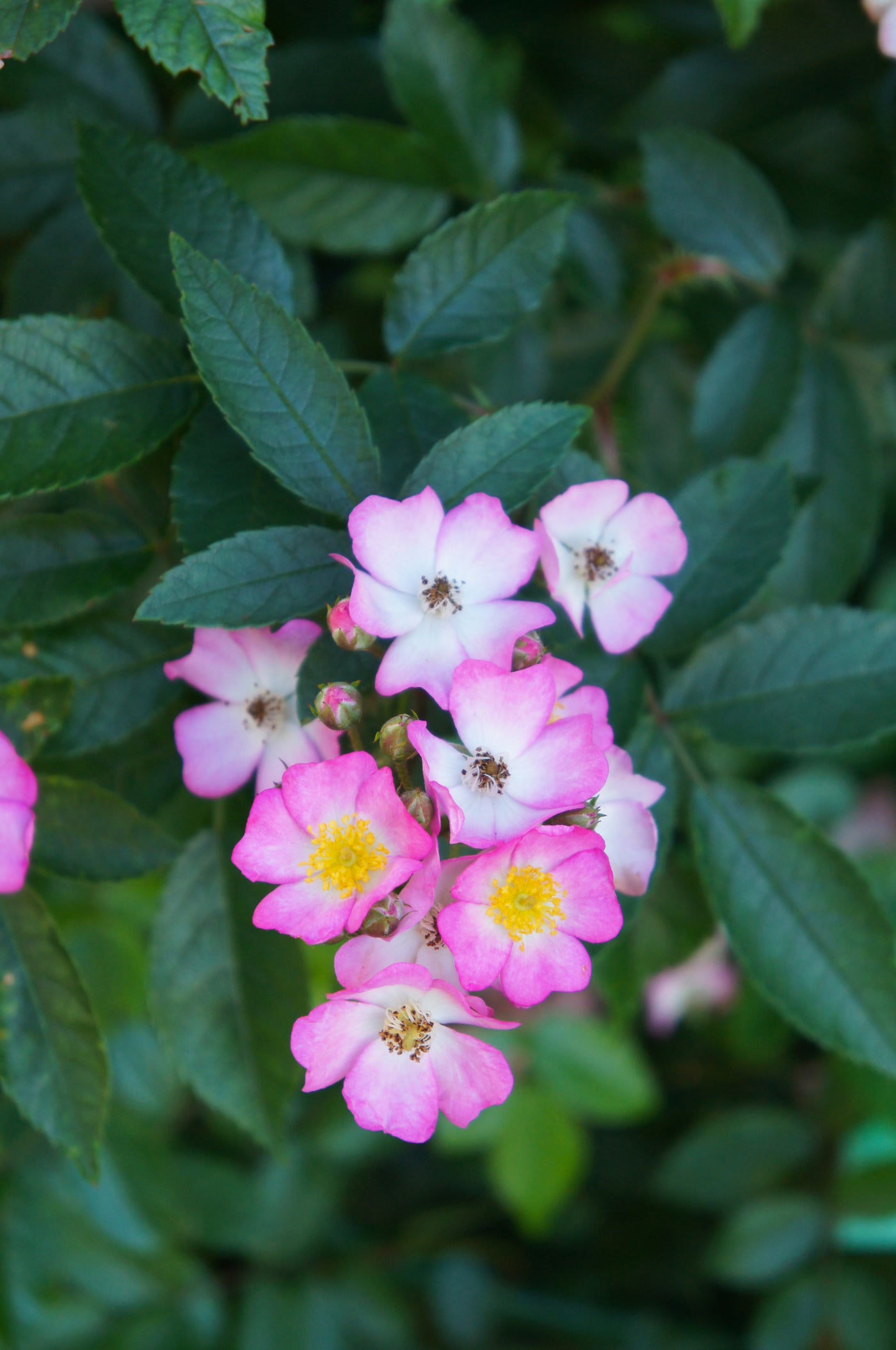 Rosa chinensis | Angel Wings | Fairy Rose