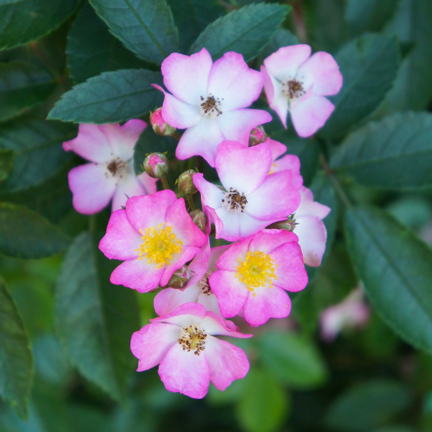 Rosa chinensis | Angel Wings | Fairy Rose