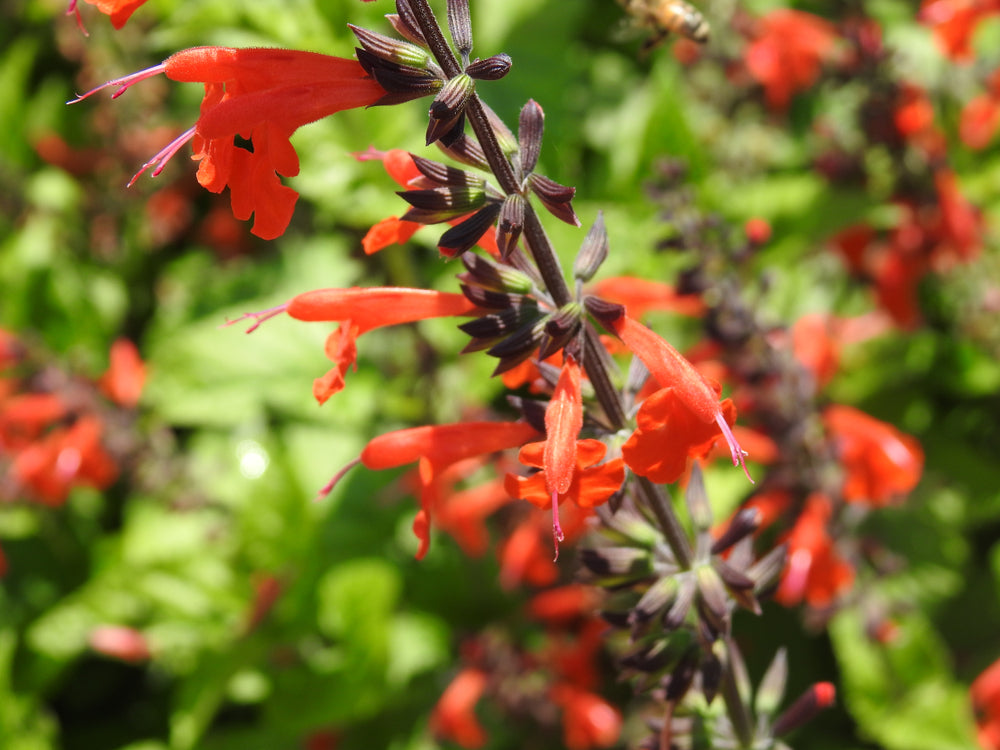 Salvia hybrid | Silkes Dream