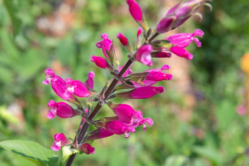 Salvia involucrata var. puberula | Hidalgo | Roseleaf Sage