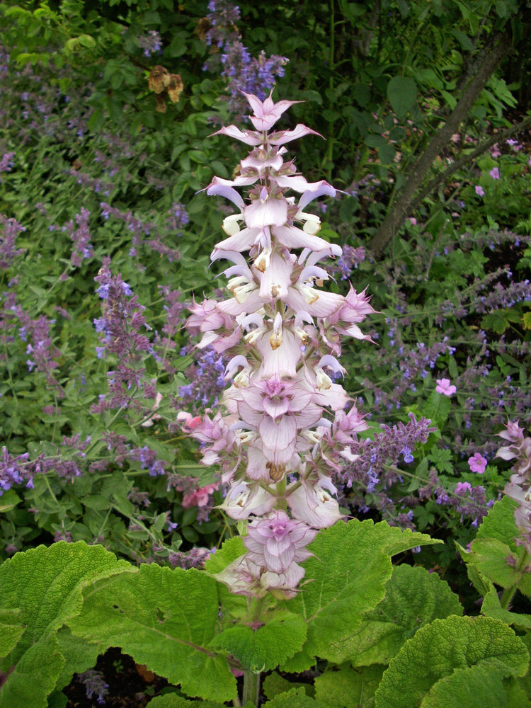 Salvia sclarea | Clary sage