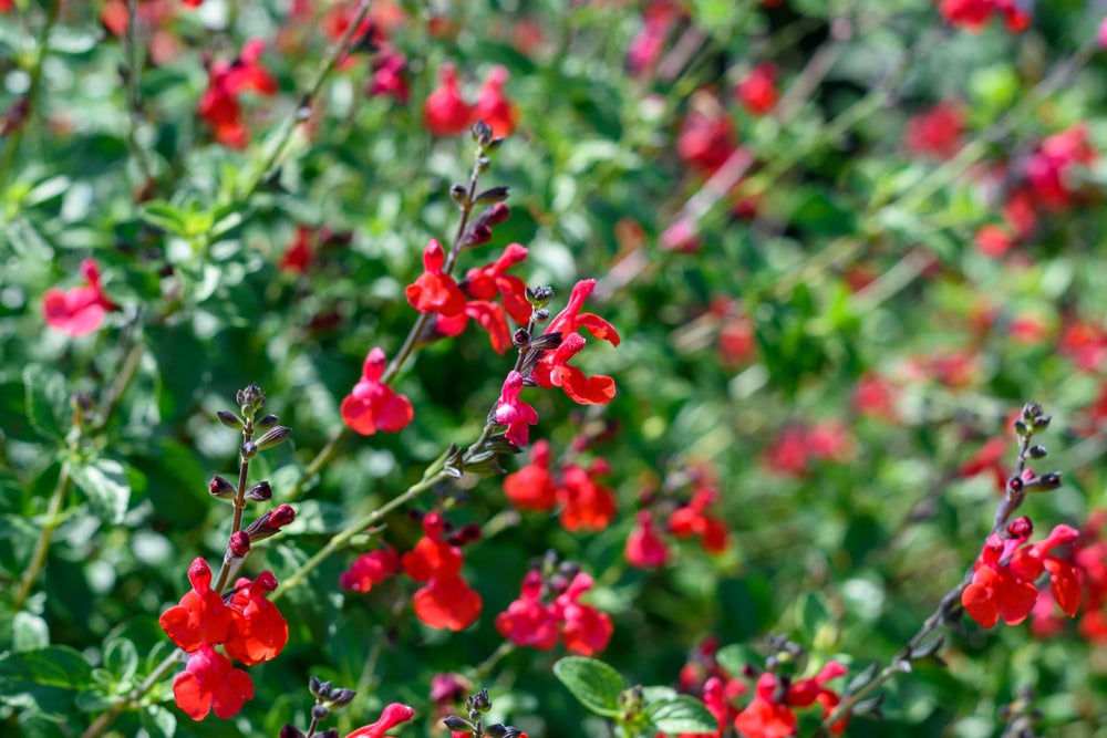 Salvia x jamensis | Royal Bumble