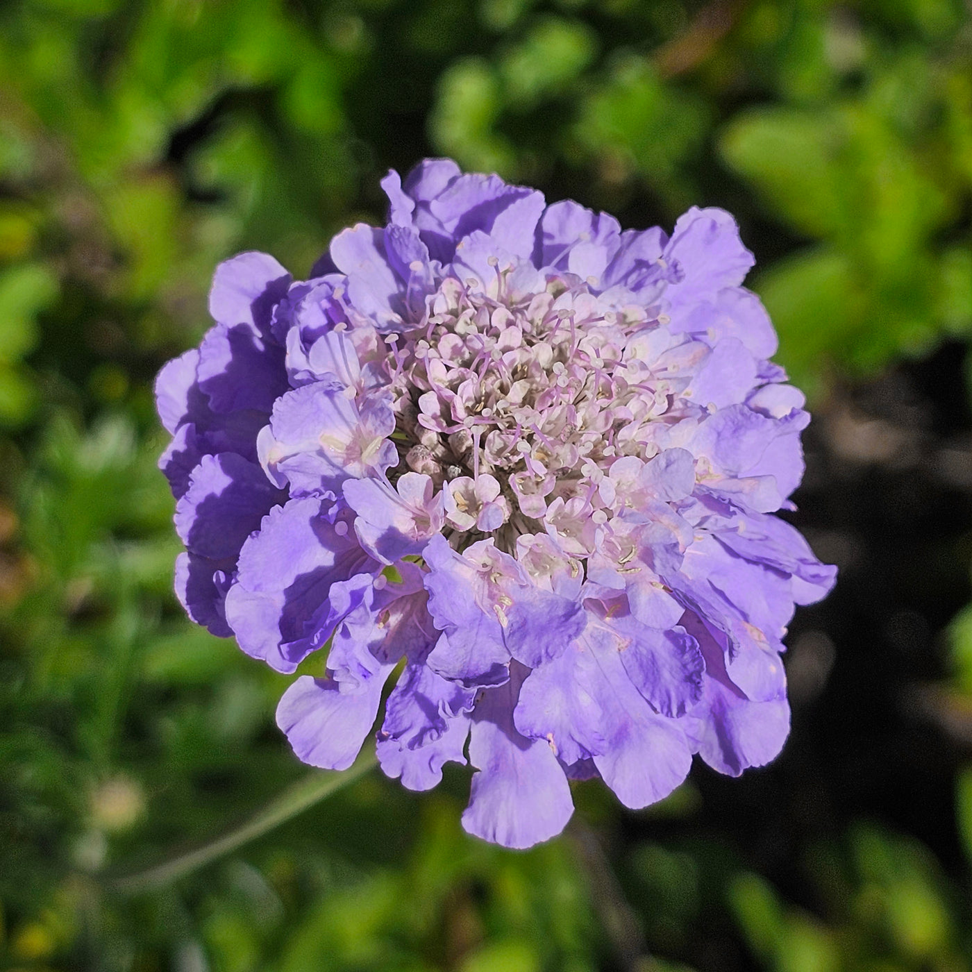 Scabiosa caucasica | Pincushion Flower