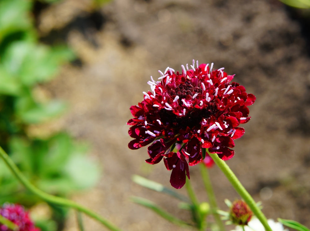 Scabiosa atropurpurea | Burgundy Beau | Pincushion Flower