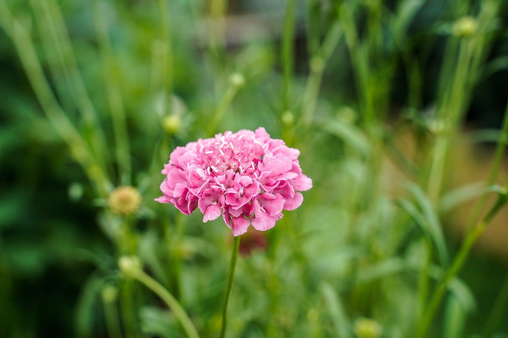 Scabiosa atropurpurea | Salmon Rose | Pincushion Flower