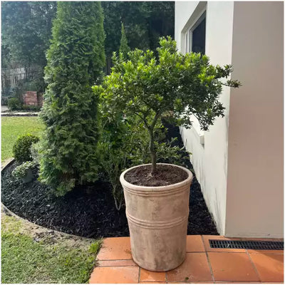 Set Of 2 Tall Round Planters with Bands – Antique Choc (Med/Lge)