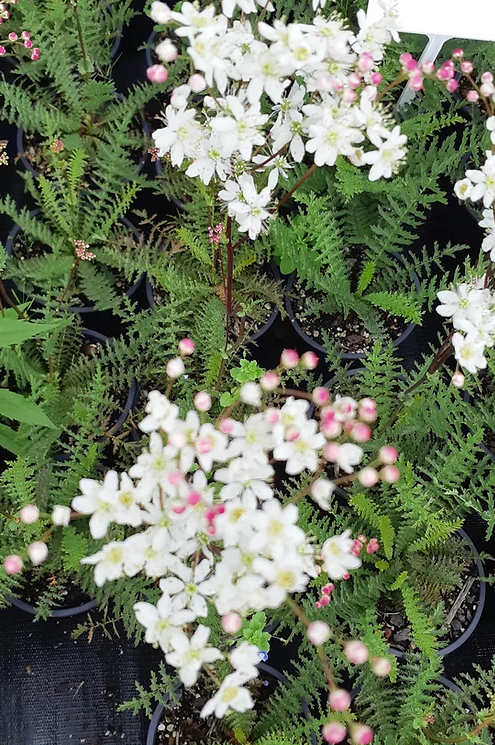 Filipendula hexapetala | Flore Pleno