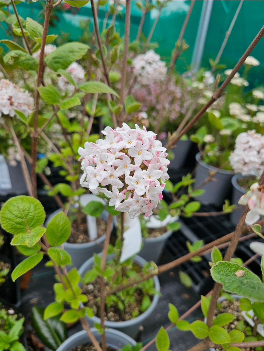 Viburnum x burkwoodii | Fulbrook