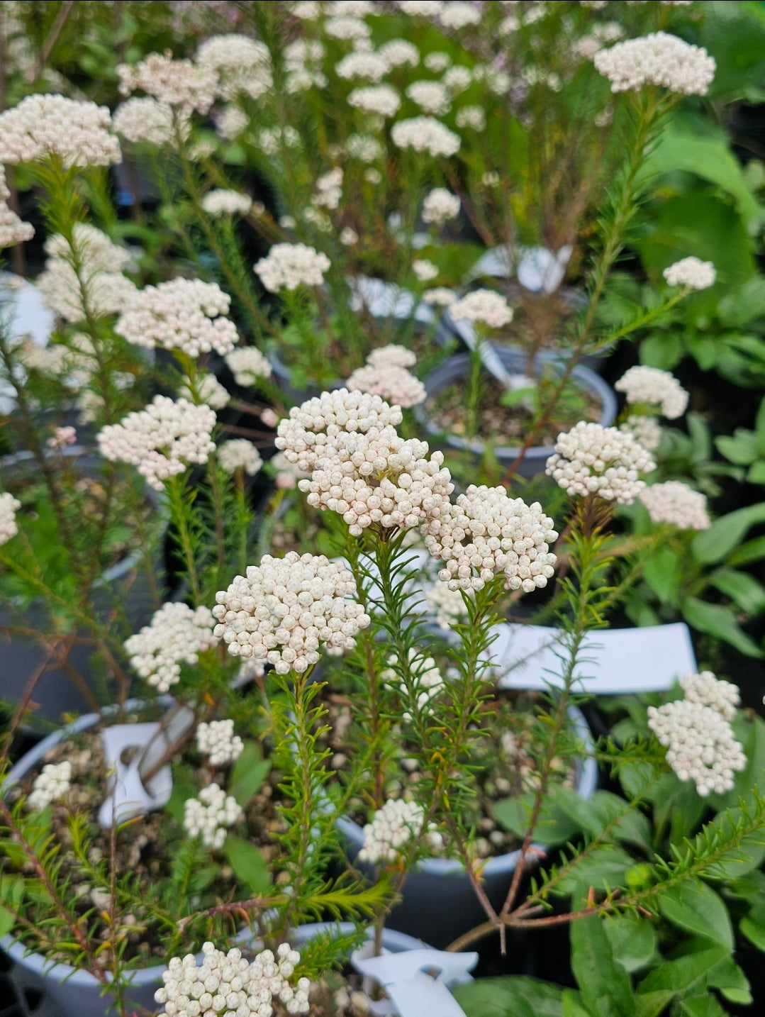 Ozothamnus diosmifolius | Winter White | Rice Flower