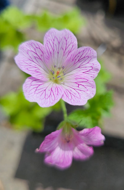 Geranium x oxonianum | Pearl Boland | Cranesbill