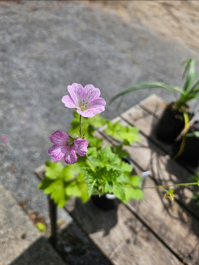 Geranium x oxonianum | Pearl Boland | Cranesbill