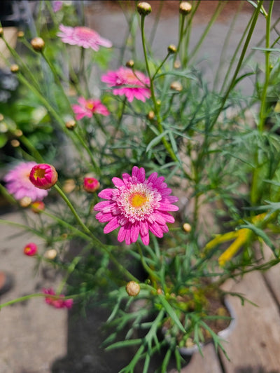 Argyranthemum | Summer Splash | Federation Daisy