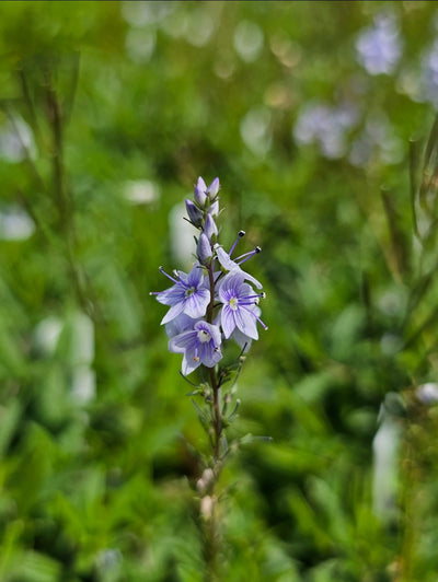 Veronica prostrata | Spode Blue | Speedwell