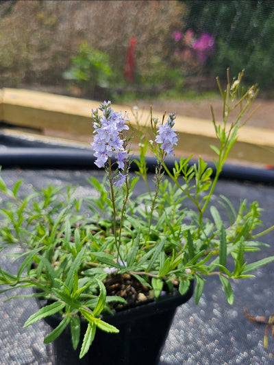 Veronica prostrata | Spode Blue | Speedwell