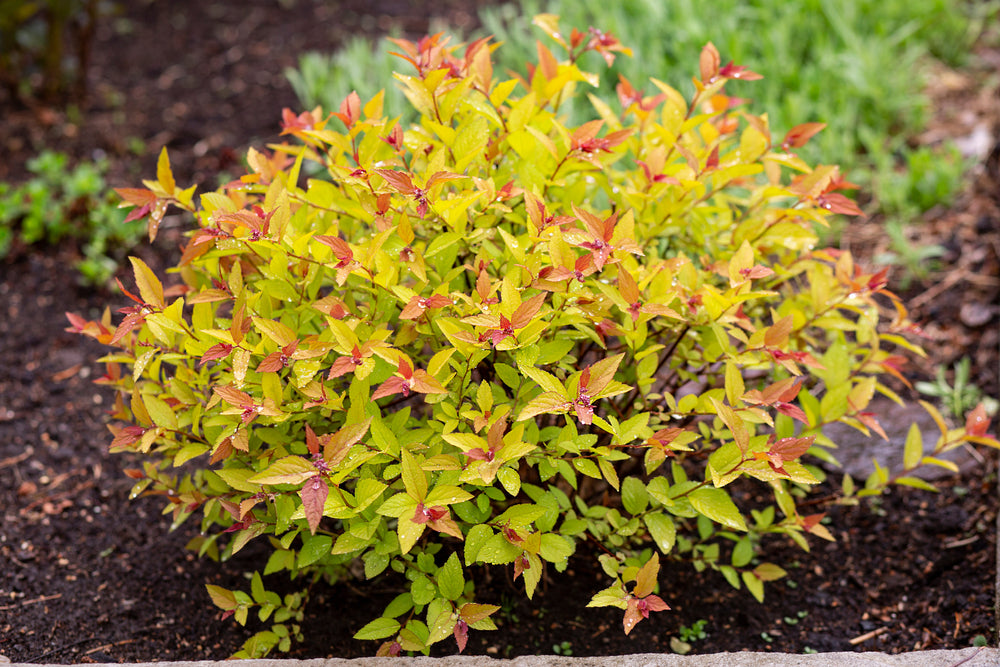 Spirea japonica | Gold Flame