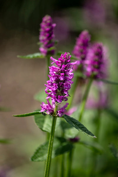 Stachys officinalis | Purple | Dwarf Betony