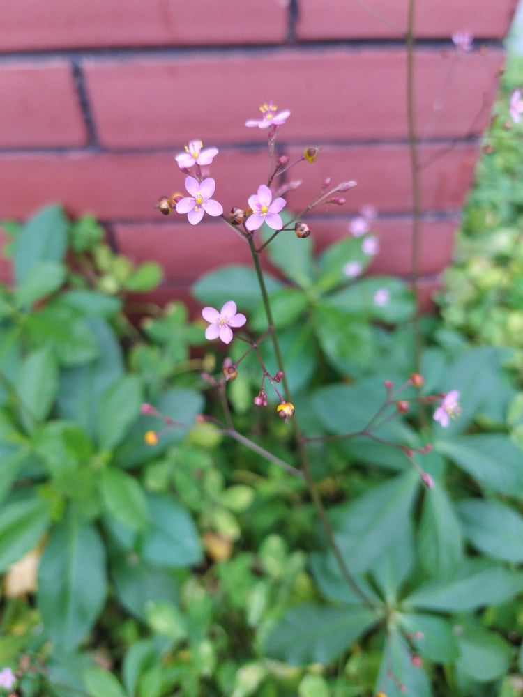 Talinum paniculatum | Jewels of Opar