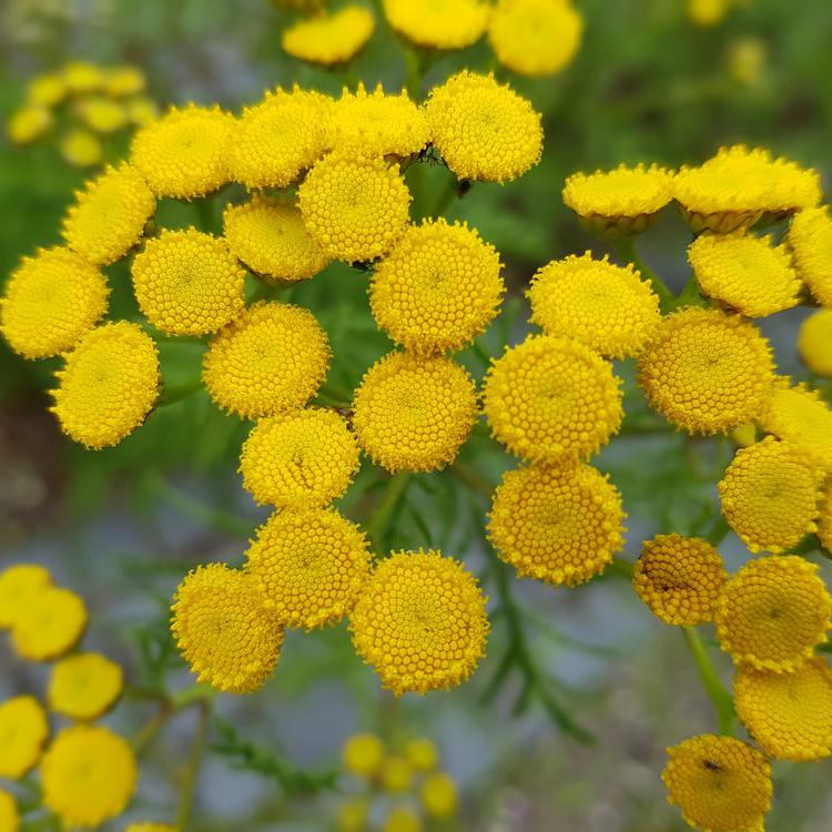 Tanacetum vulgare | Common Tansy | Golden Buttons