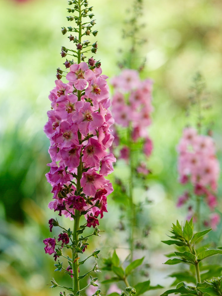 Verbascum Sp. | Southern Belle