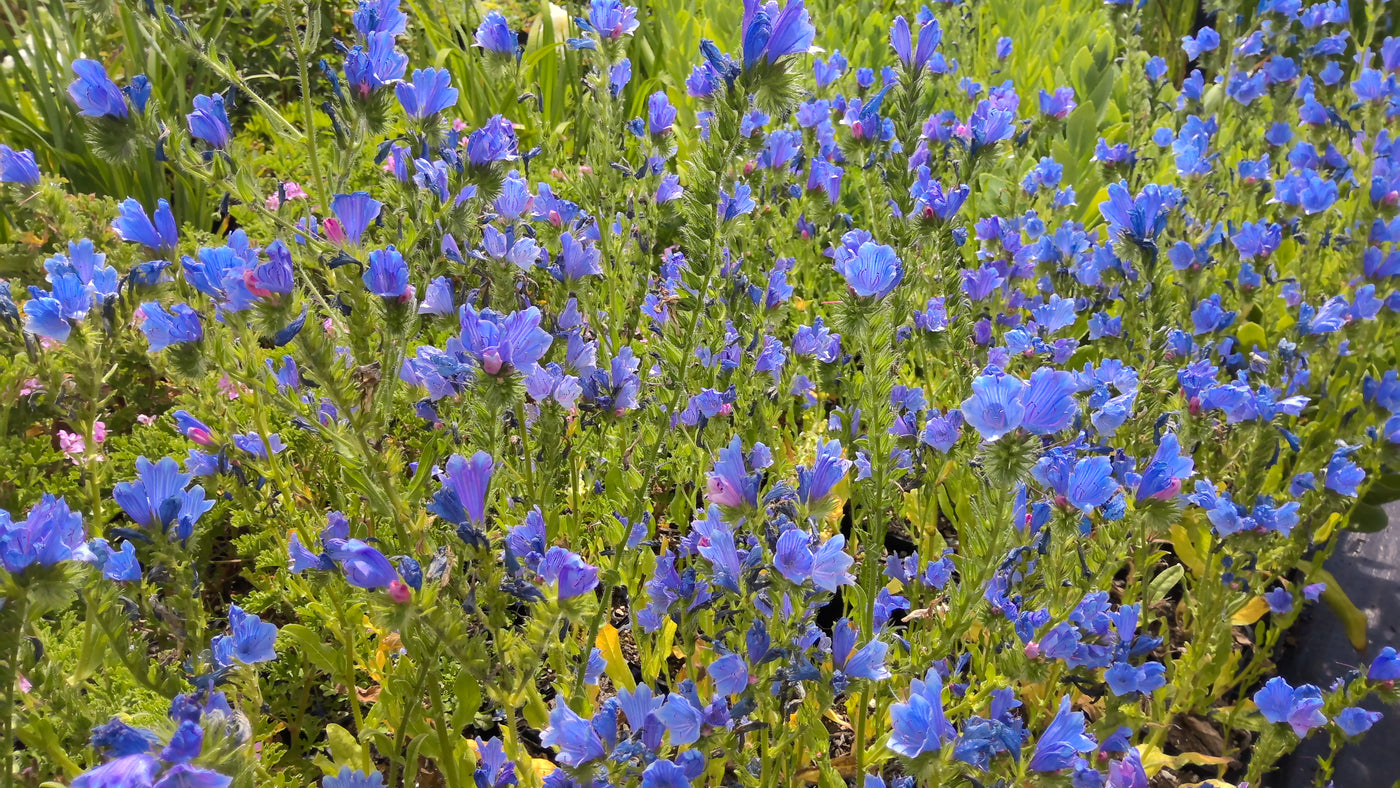 Echium Sp. | Blue Bedder