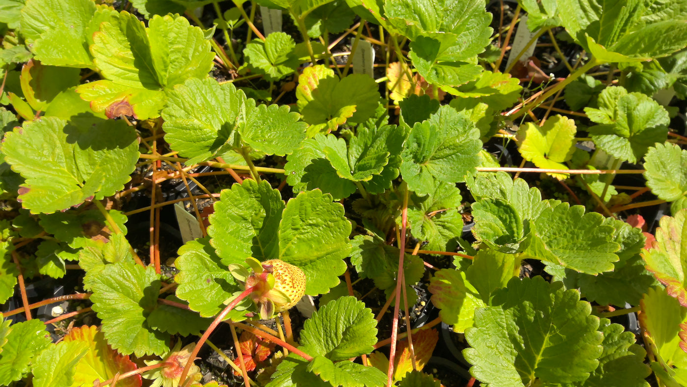 Strawberry everbearing | Fragaria x ananassa Monterey PVR