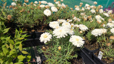 Argyranthemum | Purity | Federation Daisy
