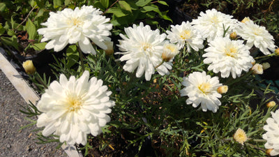 Argyranthemum | Purity | Federation Daisy