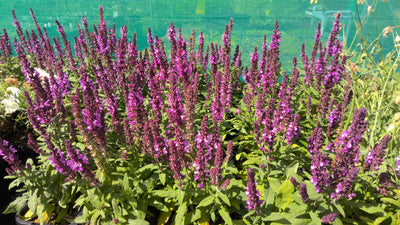 Salvia x superba | Merleau Rose