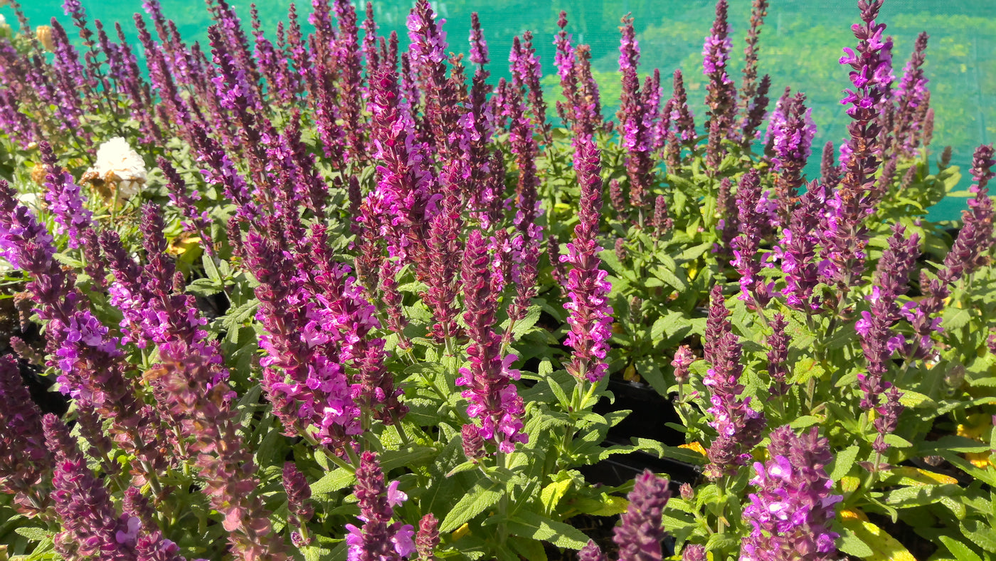 Salvia x superba | Merleau Rose