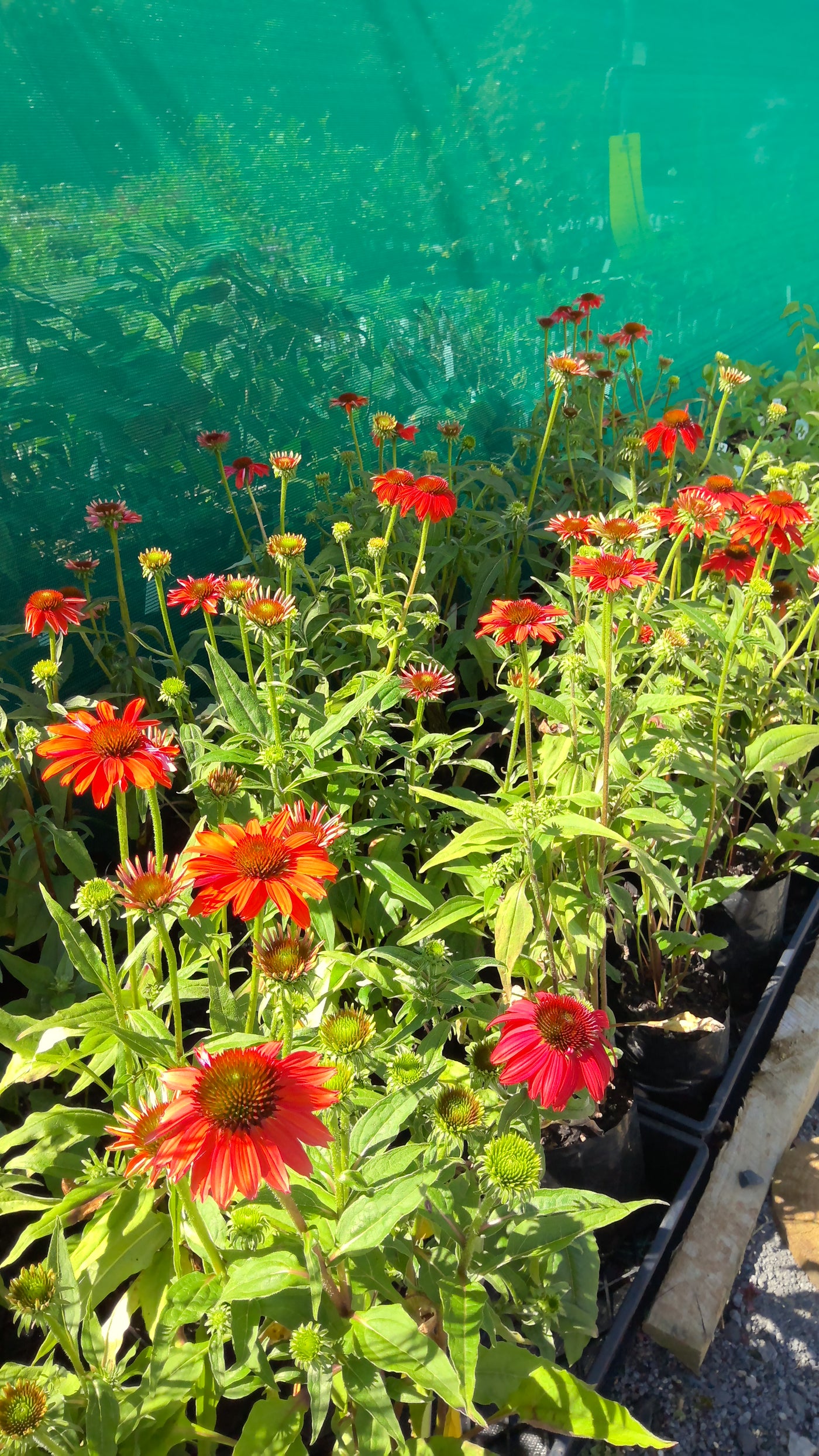 Echinacea x hybrida  | Artisan Red Ombre