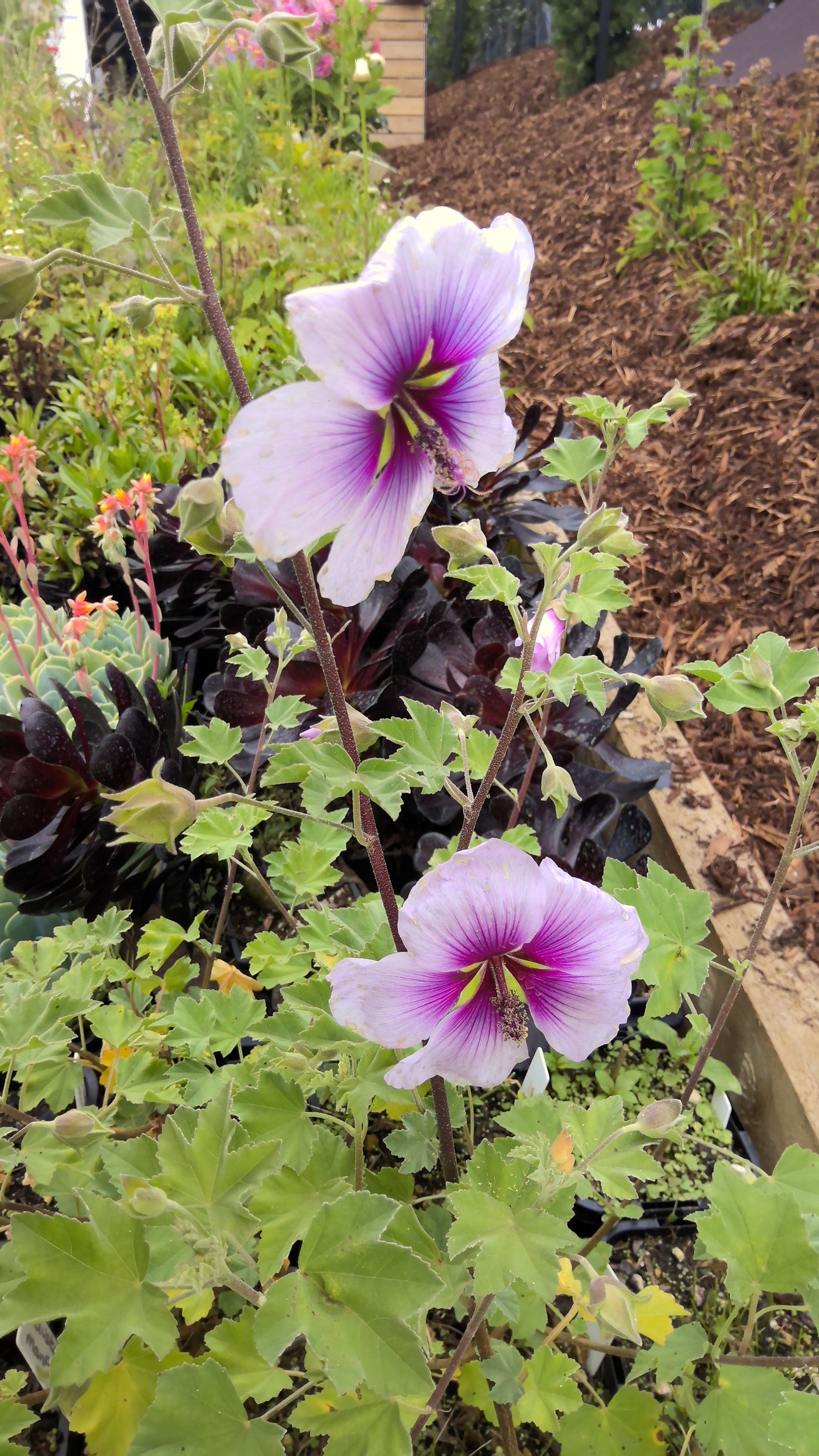 Lavatera maritima | Tree Mallow