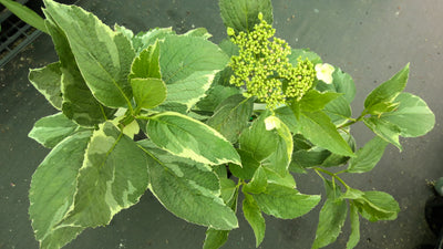 Hydrangea macrophyllum | Variegata